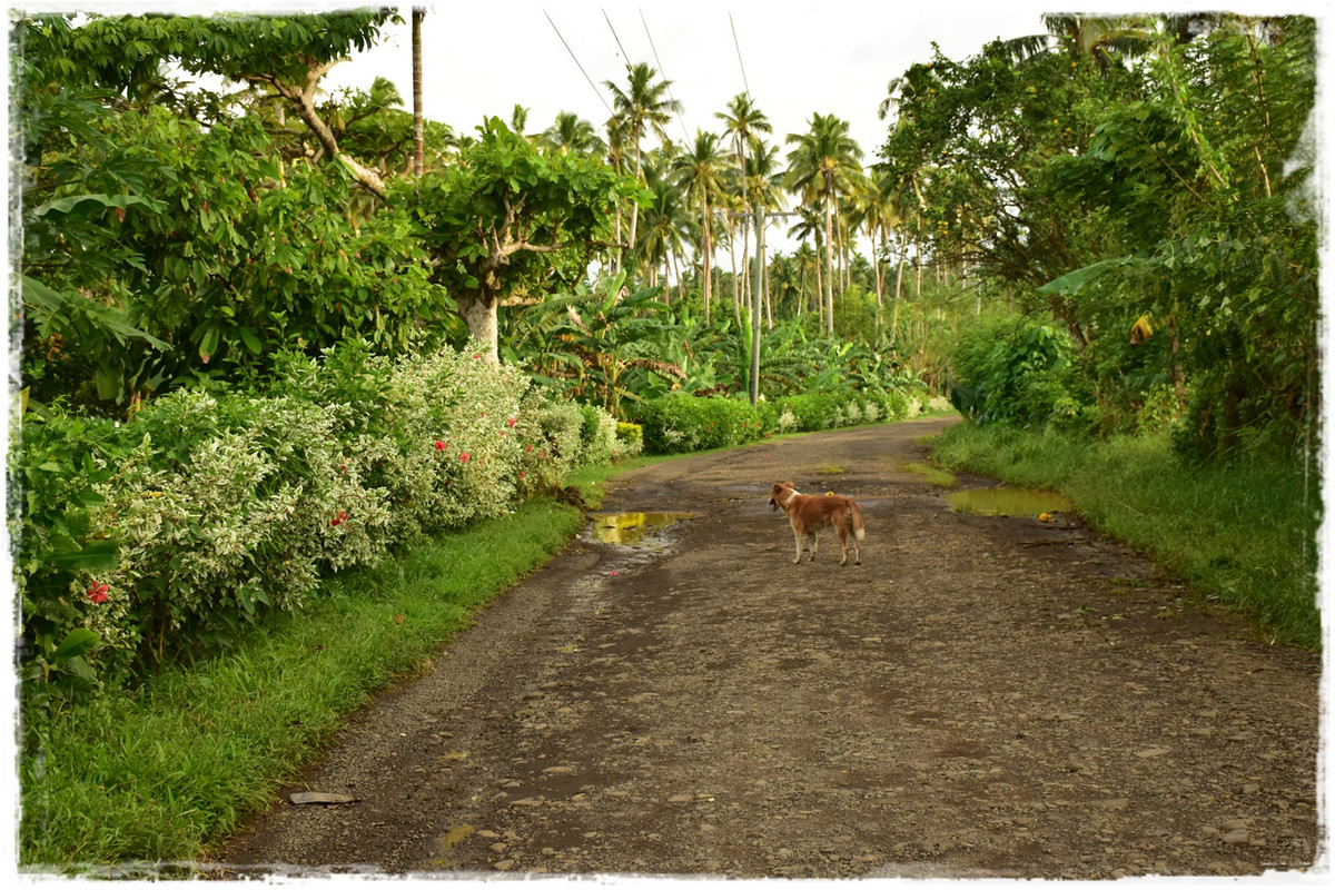 Día 9. Upolu: de vuelta a Apia - Talofa! Samoa, una perla en el Pacífico (12)