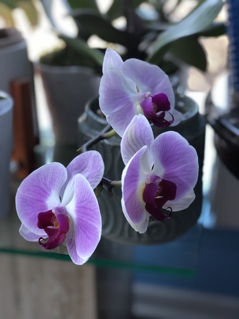 [Image: 3-D66-BEBE-5-F12-481-C-88-CF-C8-BB7-BFE70-C8.jpg]