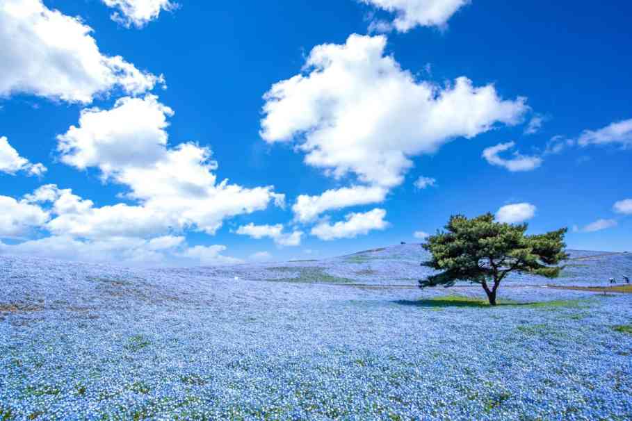 hitachi seaside park japan