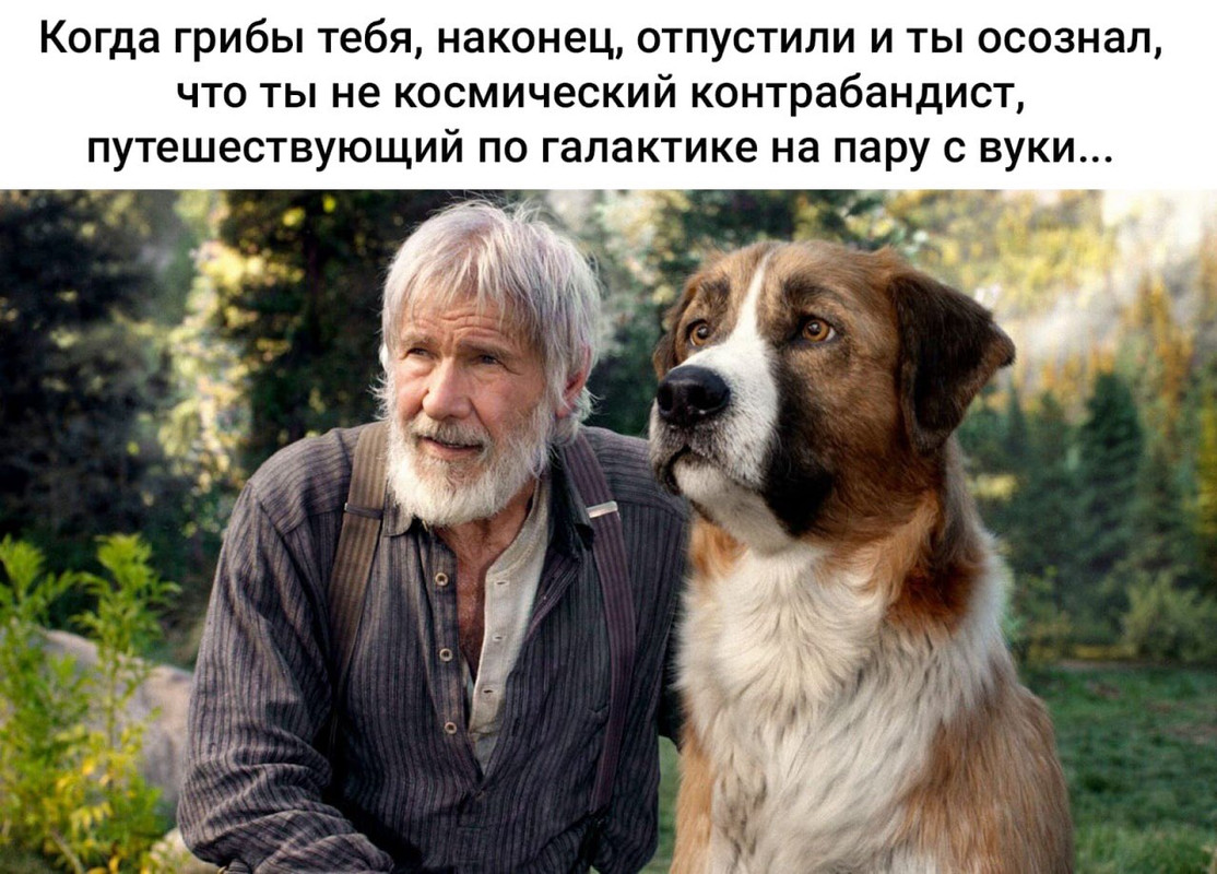 грибы отпустили