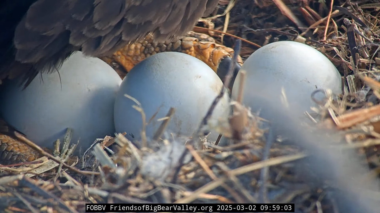 Lielā lāča ērgļa dzīvā ligzda — 1. kamera 13-35-40 screenshot