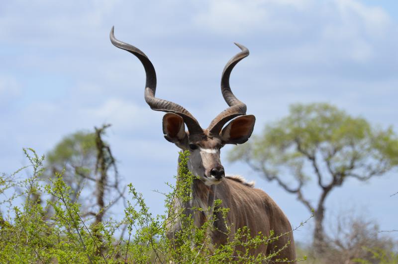 DÍA 10:  KRUGER (Lower Sabie) - Sudáfrica y Seychelles 2018 -  Una Honeymoon llena de vida (17)