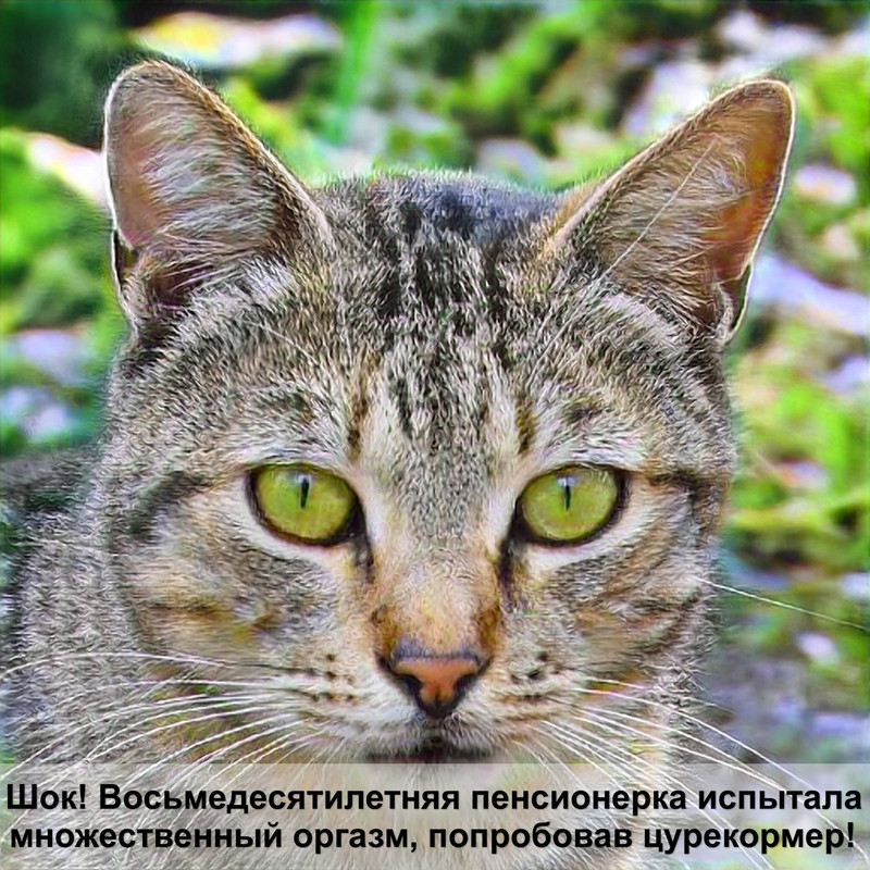 самая короткошерстная порода кошек