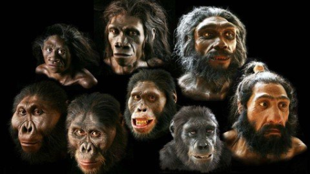 Phylogenetic Analysis Of Hominidae With Biopython Phylogenetic Analysis Of Hominidae With Biopython