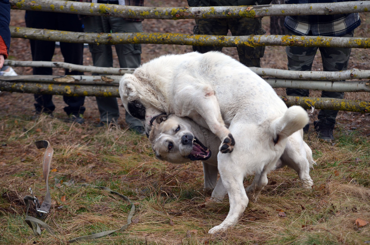 Шаман - Монгол (5)