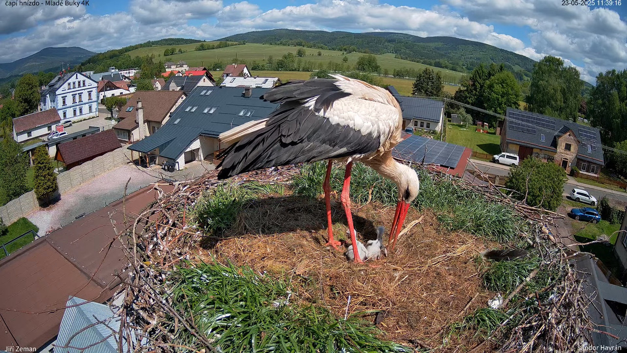 Tiešraides kamera — Mladé Buky — stārķa ligzda 4K 10-0-51 screenshot