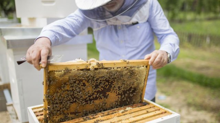 Beekeeping: A Basic Introduction for Aspiring Beekeepers