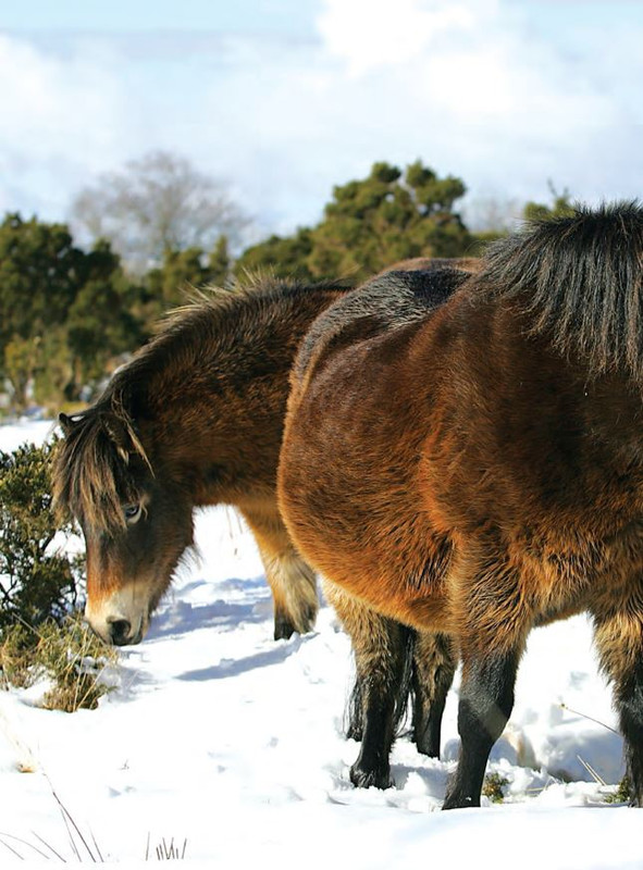 Il Mio Cav (Dic- 2021-Gen 2022) 3