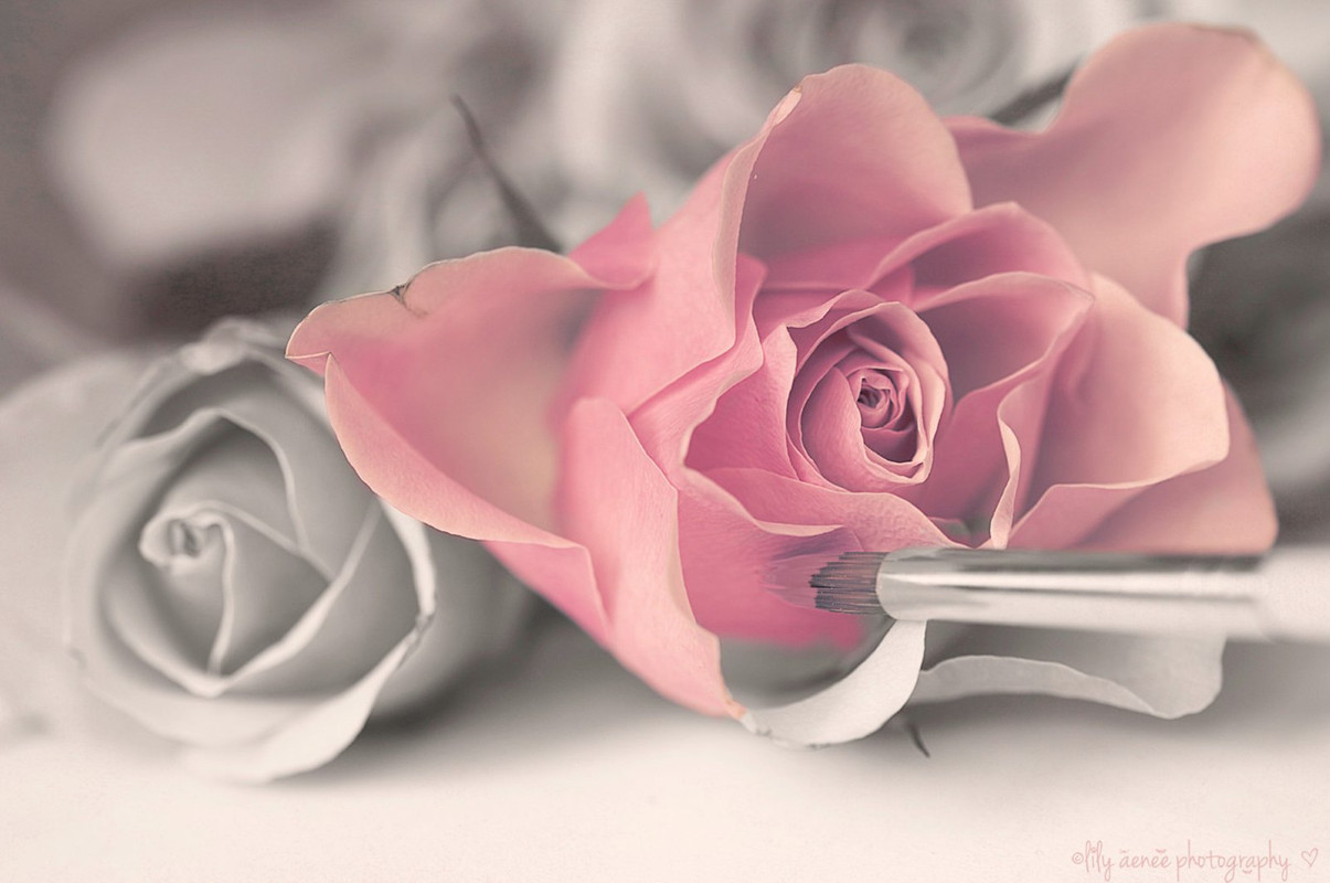 pink-petal-brush.jpg