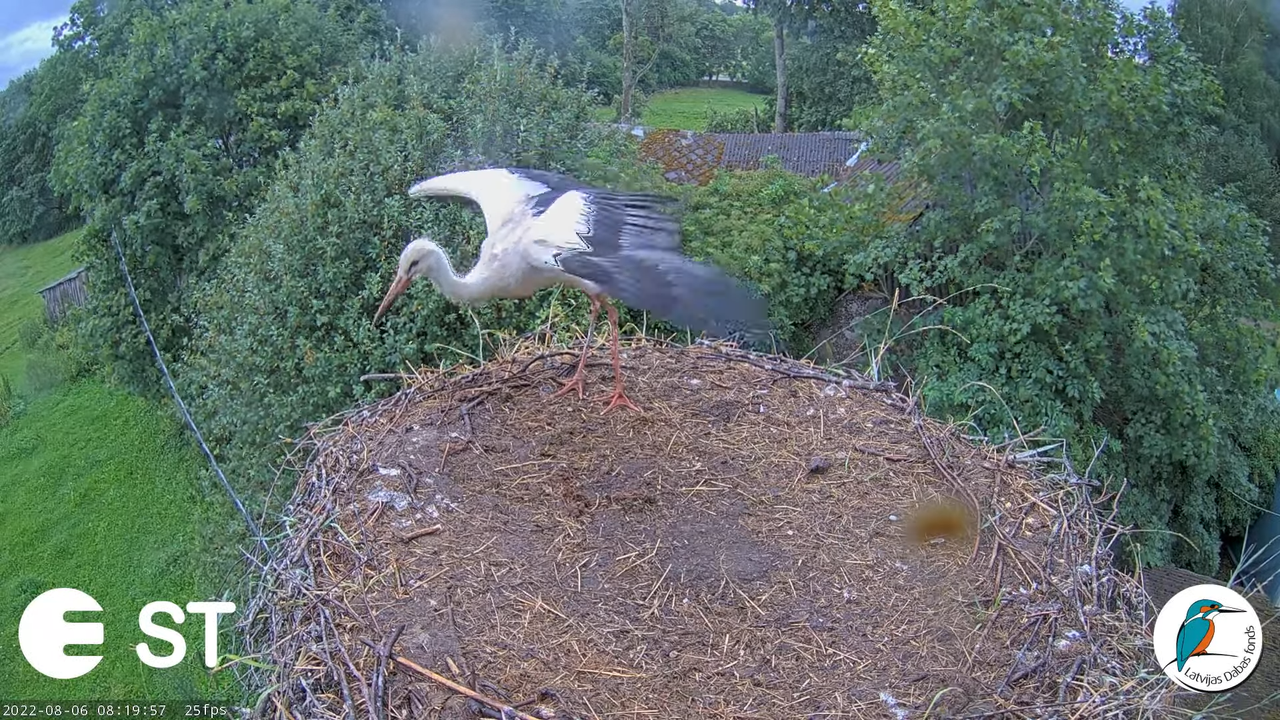 Baltie stārķi (Ciconia ciconia) Tukuma novadā - LDF tiešraide __ White storks in Tukums, Latvia 10-1
