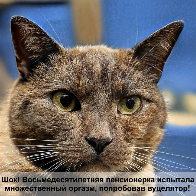 интересная информация о кошках