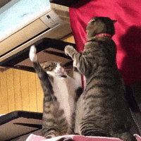200w-(12).gif