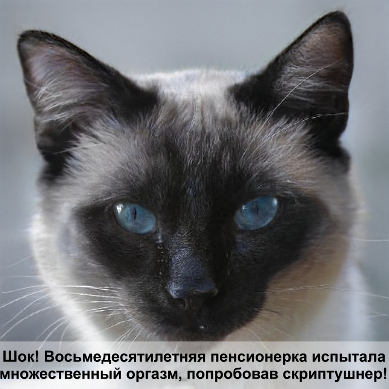 кошка лижет под хвостом