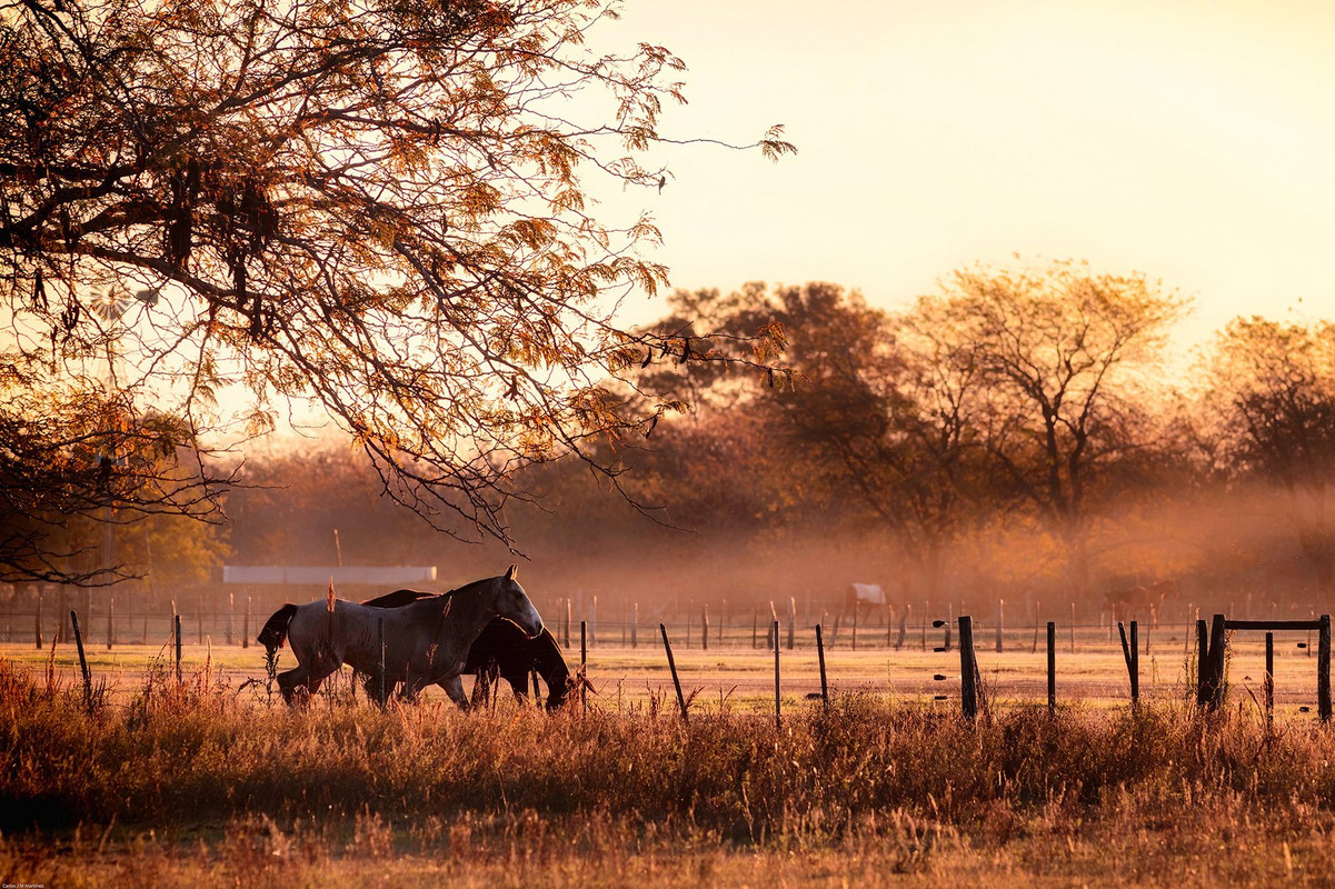 brown-horse-ranch.jpg