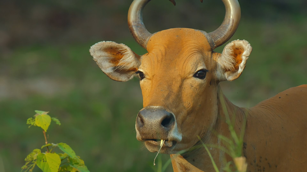 [HR] Thailand - Earth's Tropical Paradise S01E03 [BBC Two 1080p x265]_07