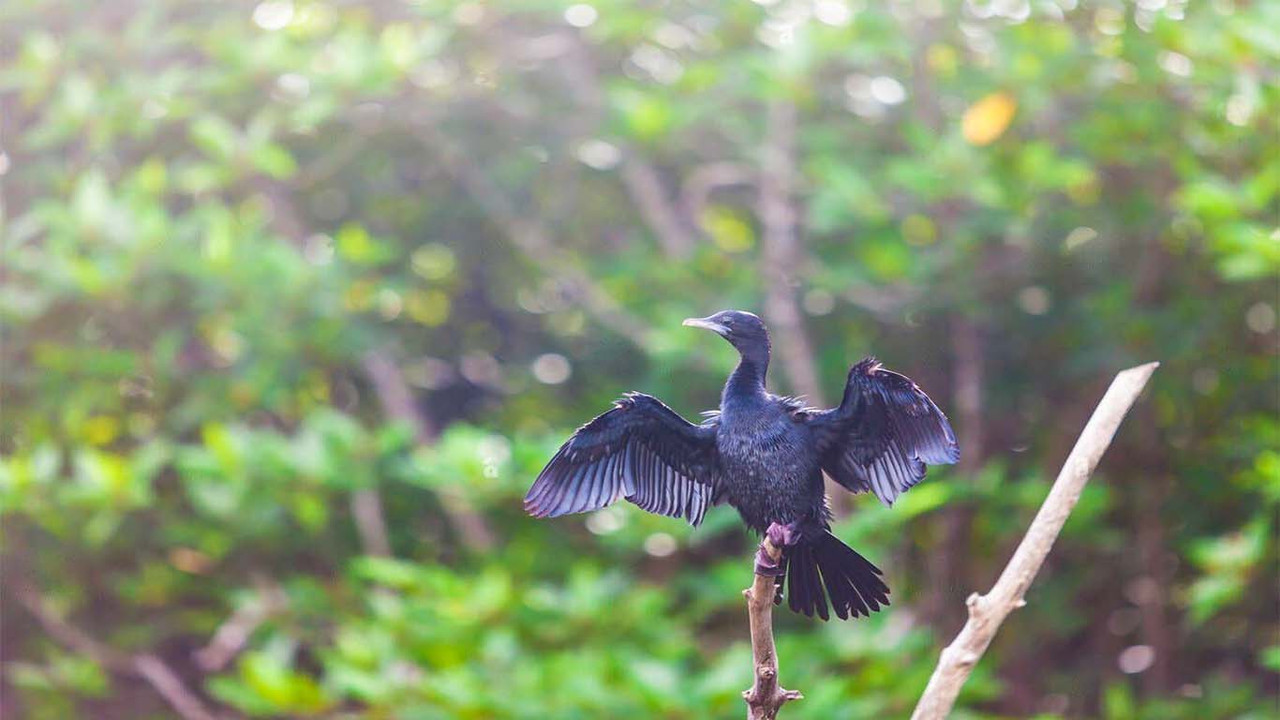 Bird 3