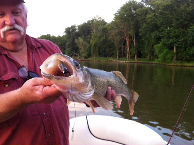 BIG walleye closeup zz