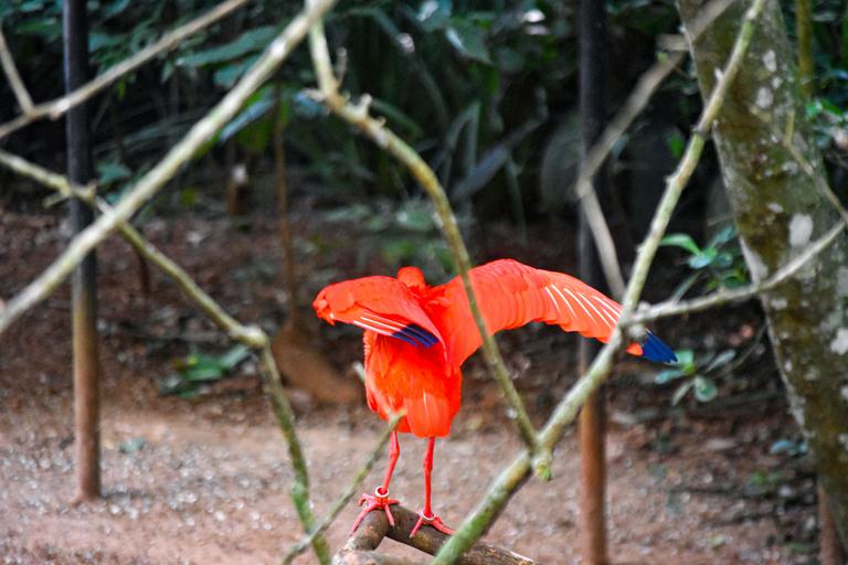 В джазе только девушки или аргентинско-бразильский калейдоскоп В джазе только девушки или аргентинско-бразильский калейдоскоп