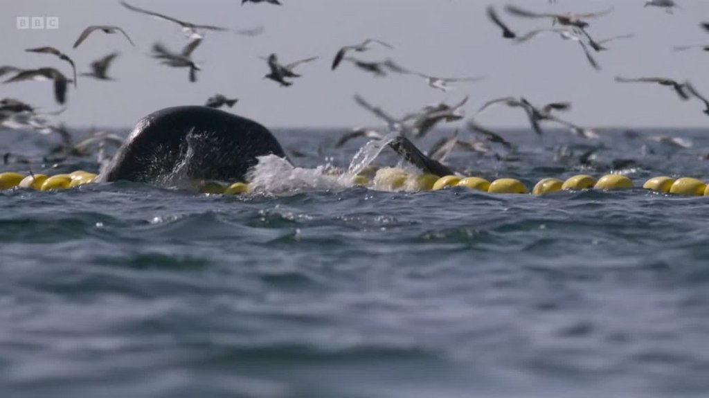 [Image: 7ebgxspn0x12.jpg]