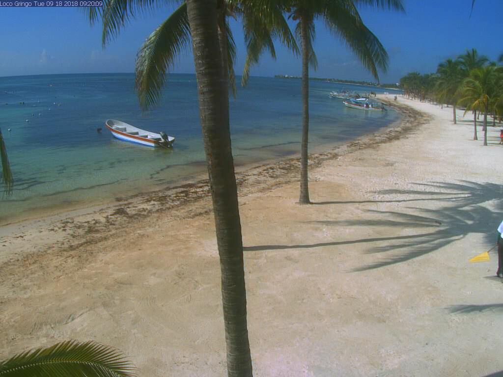 Algas en las playas de Riviera Maya (Sargazo) - Foro Riviera Maya y Caribe Mexicano