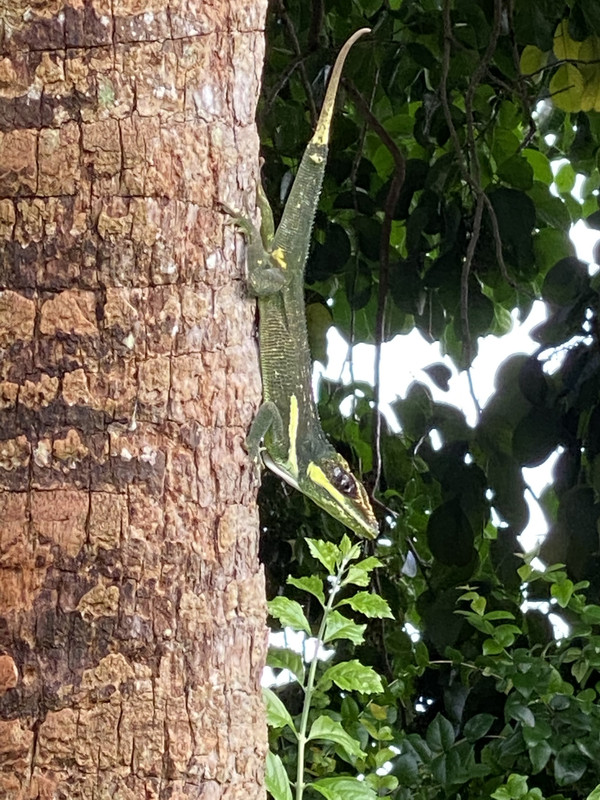 CubanKnightAnole112020b