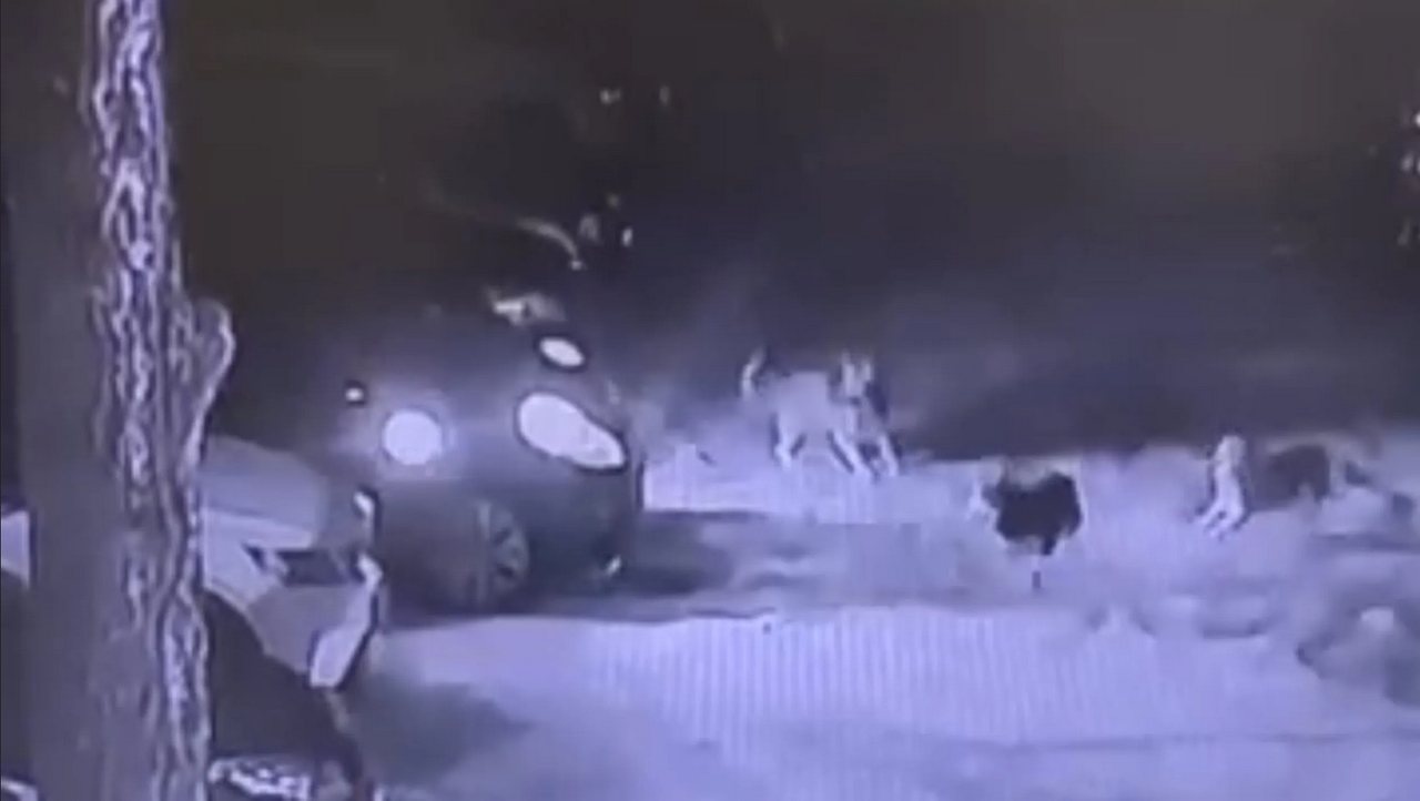 Jauría de perros enloquece y causa un accidente casi inexplicable: video