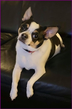 pip