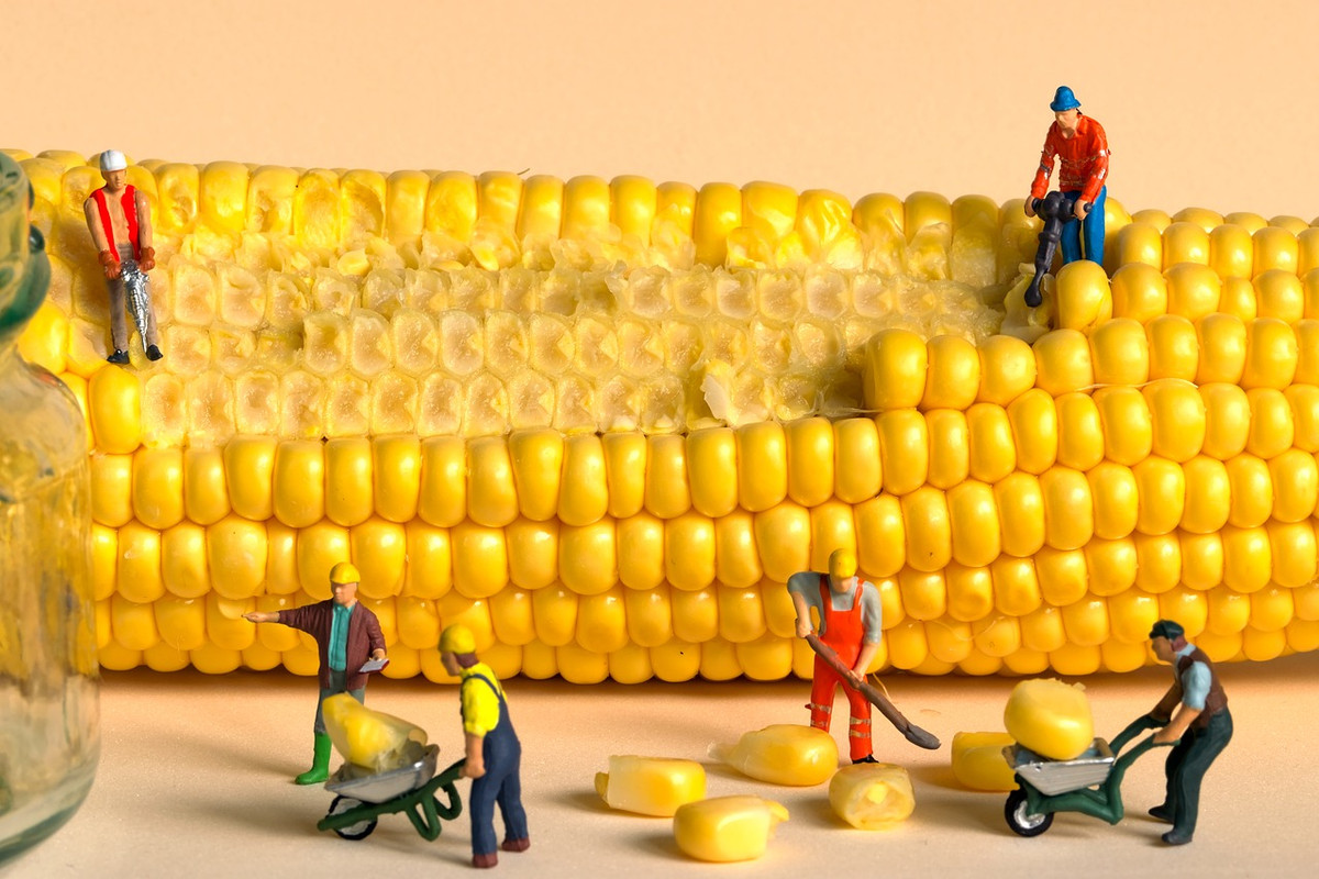 yellow-corn-h0-6652889-1280.jpg
