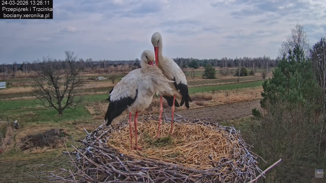 24032026bociany 21