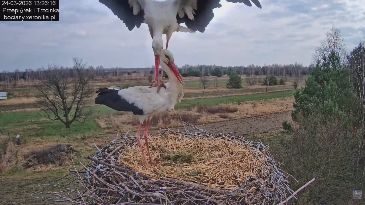 24032026bociany 23