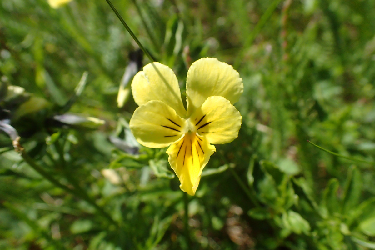 2019_0630DUMBIER_TG0048