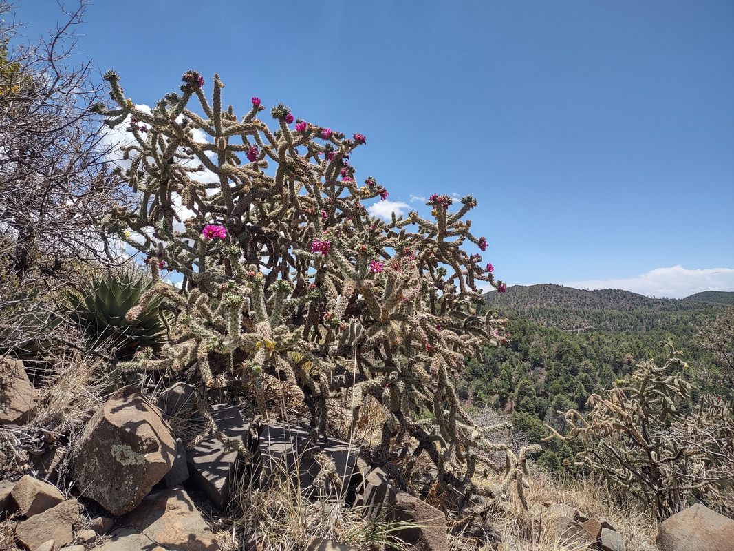 IMG_20250704_123159192_HDR