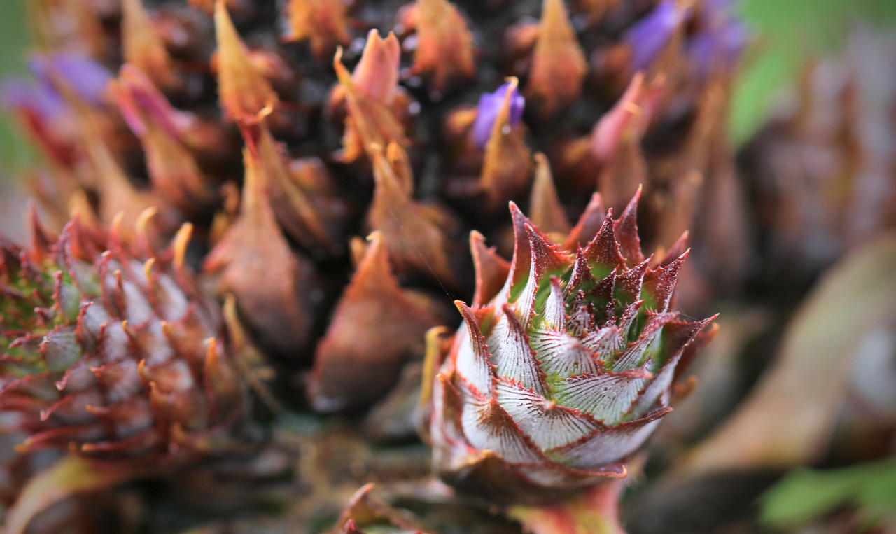 5379DCC0-7BAB-4EFB-9DC9-B1BAED9657D1_1_201_a