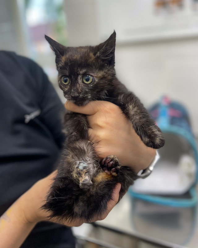 D393DFD3-0A7D-4C93-AB66-8A669CEFD19C