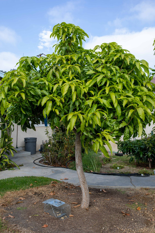 8U1A5068  Sweet Tart Mango Tree after Summer Growth at 3.30 PM (10-6-22)