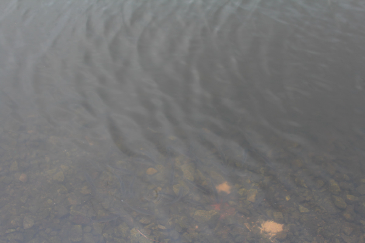 IMG_8943_новый размер