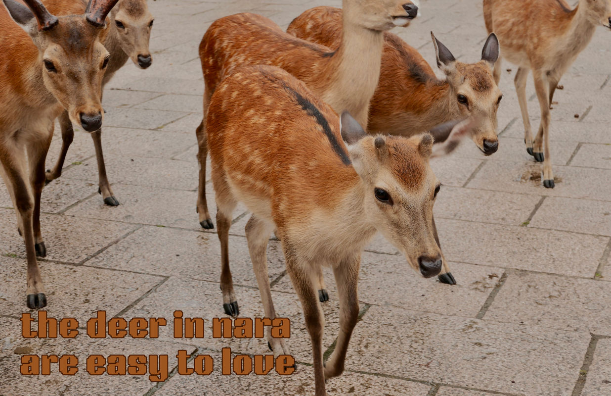 The cover page of a zine titled 'the deer in nara are easy to love'.