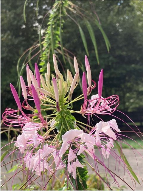 [Image: What-Flower2020-0826.jpg]