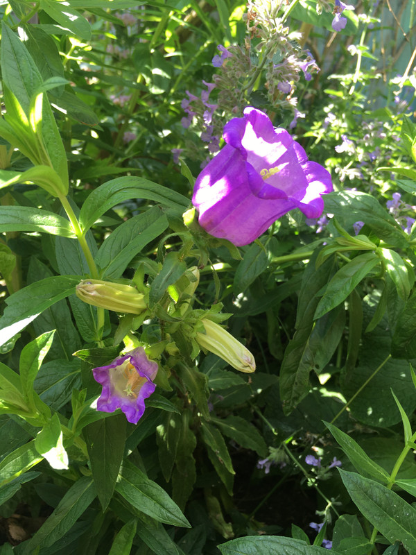 6272BBF3-3341-4400-A27B-49F0D7D81DEE