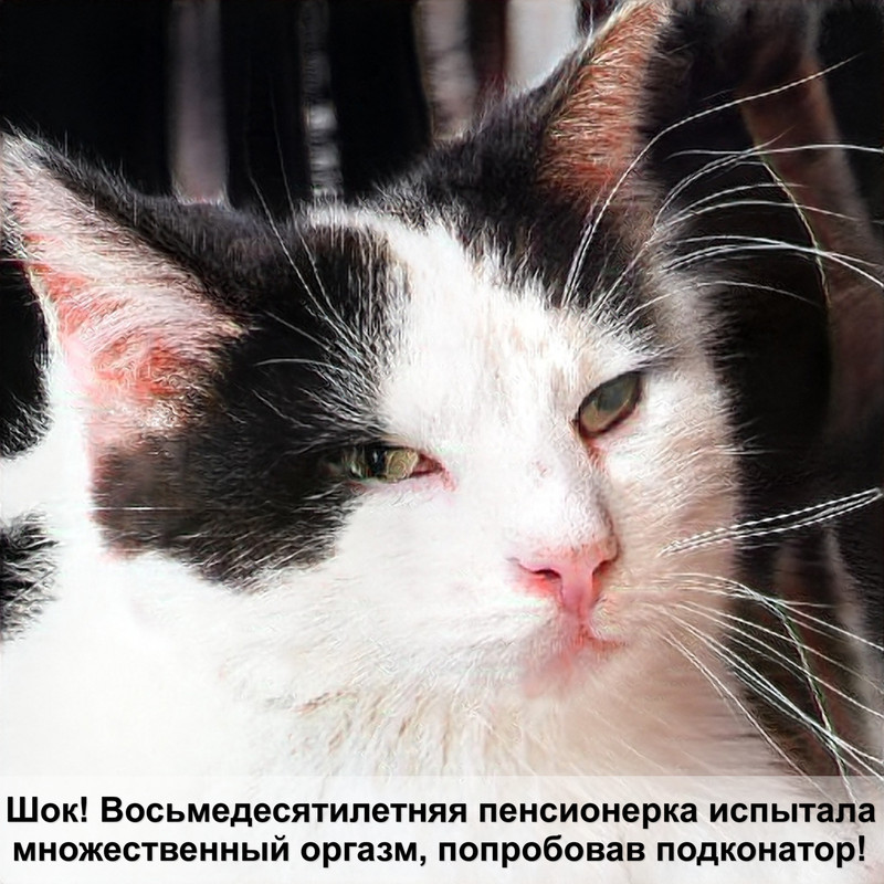 поилка фонтан для кошек отзывы