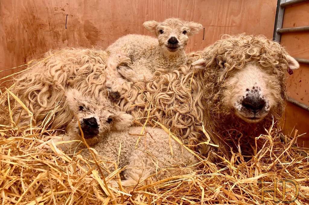 Sheep-newborn-Lambs-Feb-HD.jpg