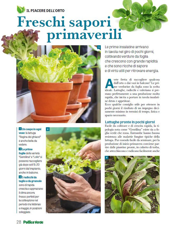 Pol Ver Feb 2026 (7)