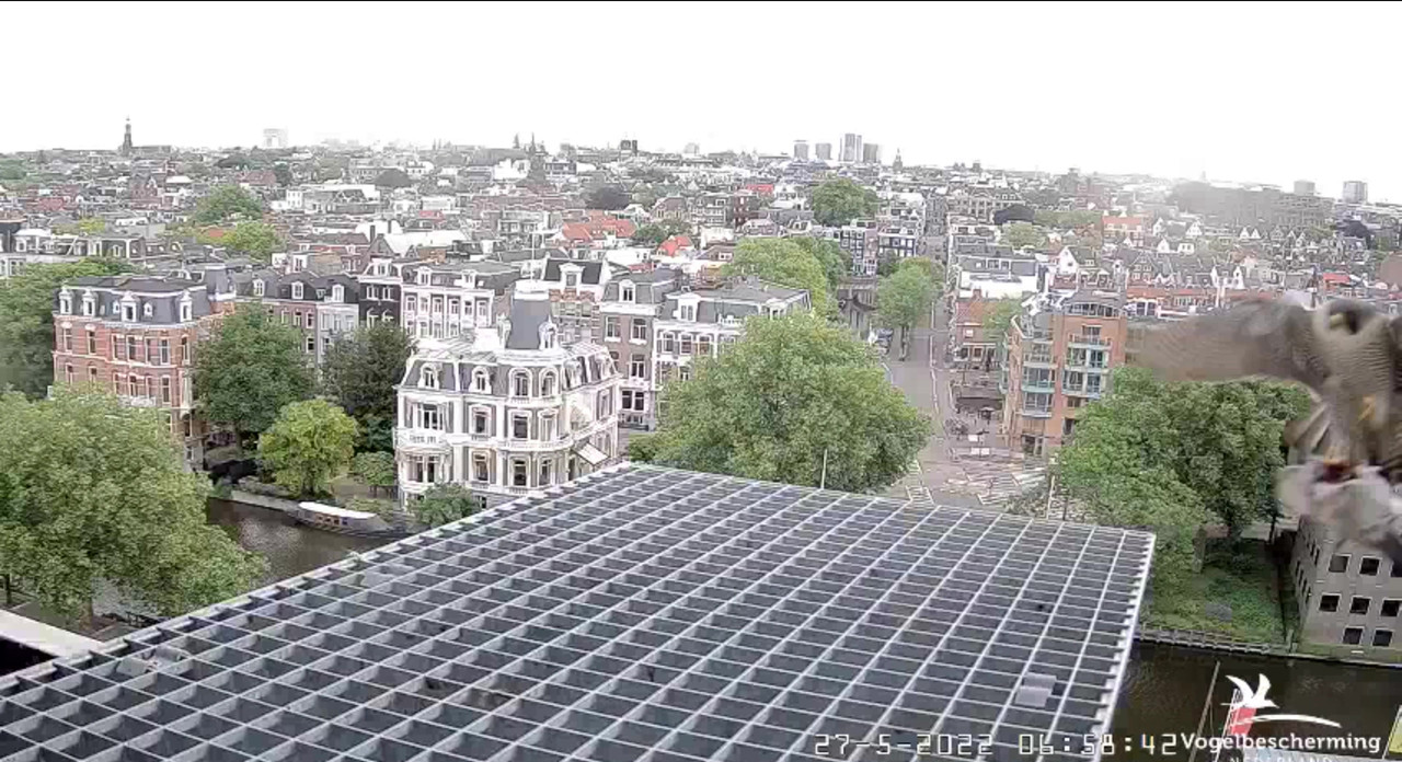 Amsterdam/Rijksmuseum screenshots © Beleef de Lente/Vogelbescherming Nederland - Pagina 9 Video-2022-05-27-065948-Moment