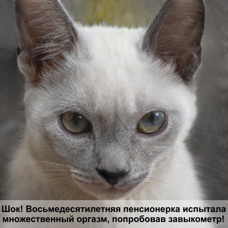 самая маленькая порода кошек