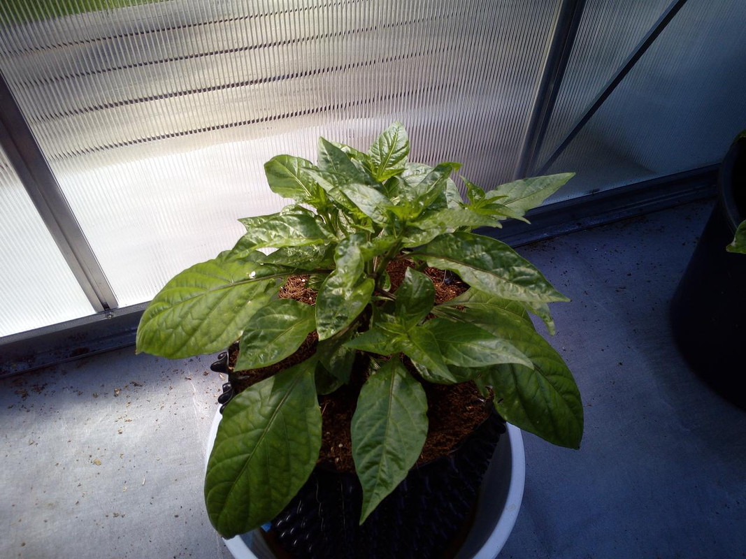 IMG_20180523_161521[1]