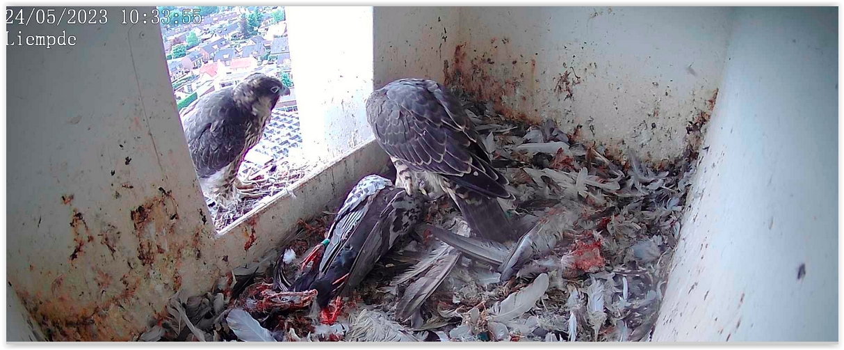 Screen Shot 05-24-23 at 10.34 AM