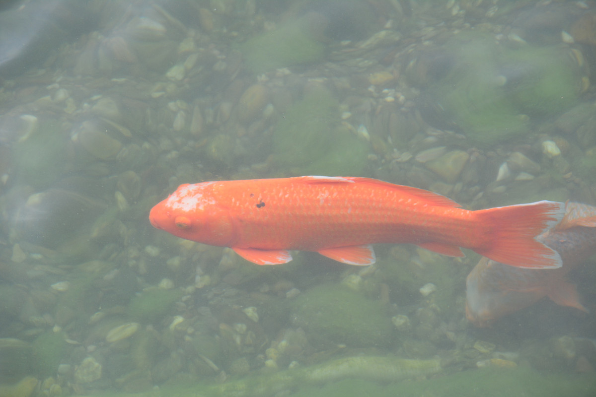 09.11 - DSC_9642 (Ater)