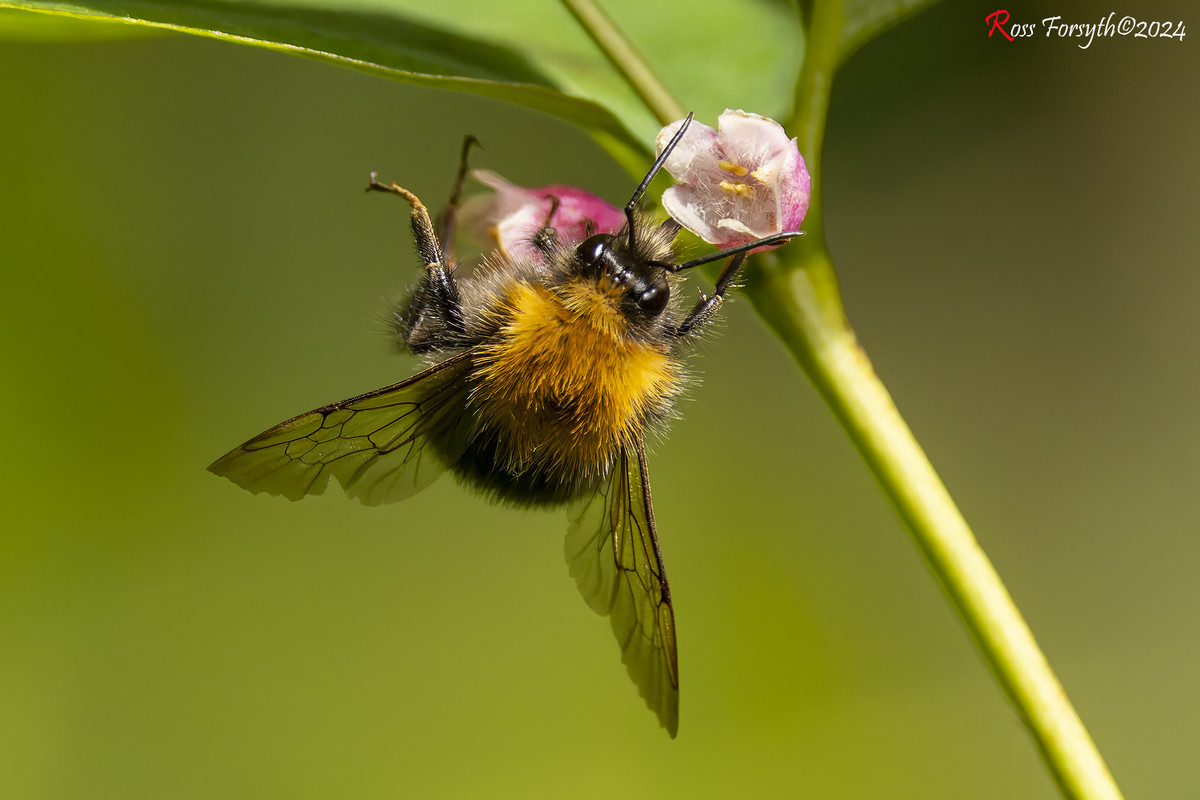 20240611-_5RF7022-CR3