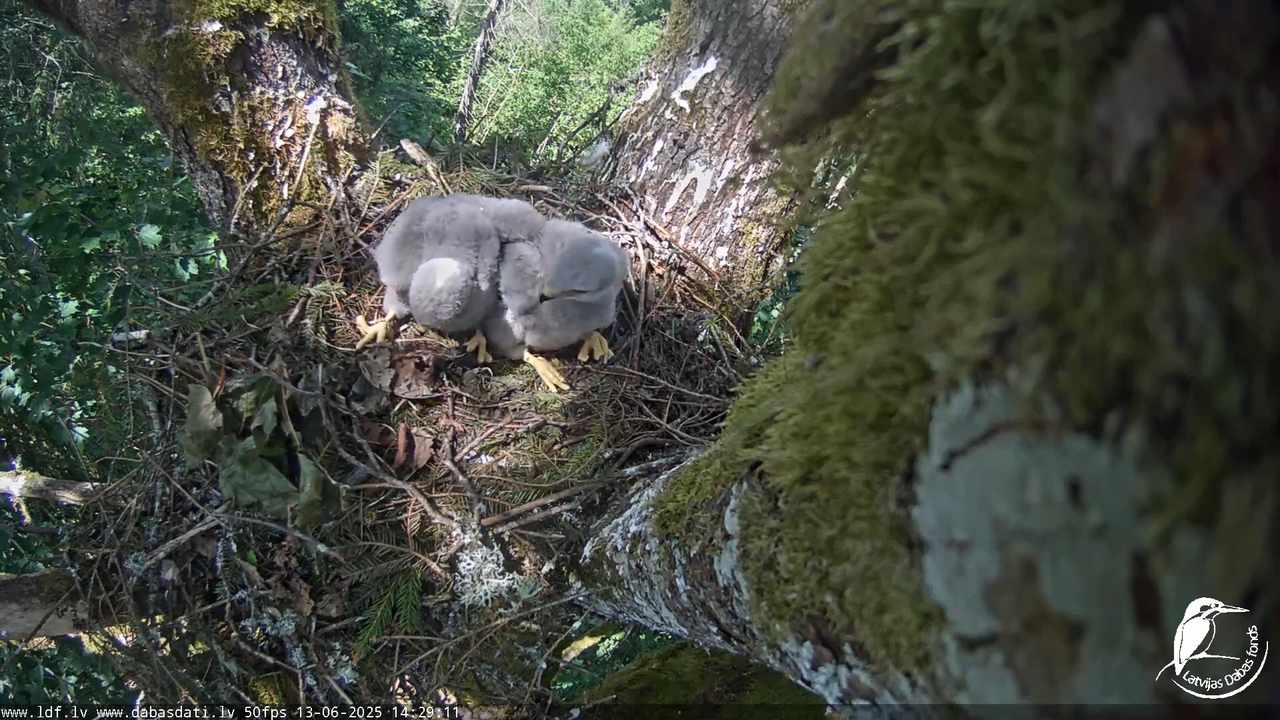 Melnās klijas (Milvus migrans) Kurzemē_ peļu klijāni (Buteo buteo) 10-22-11 screenshot
