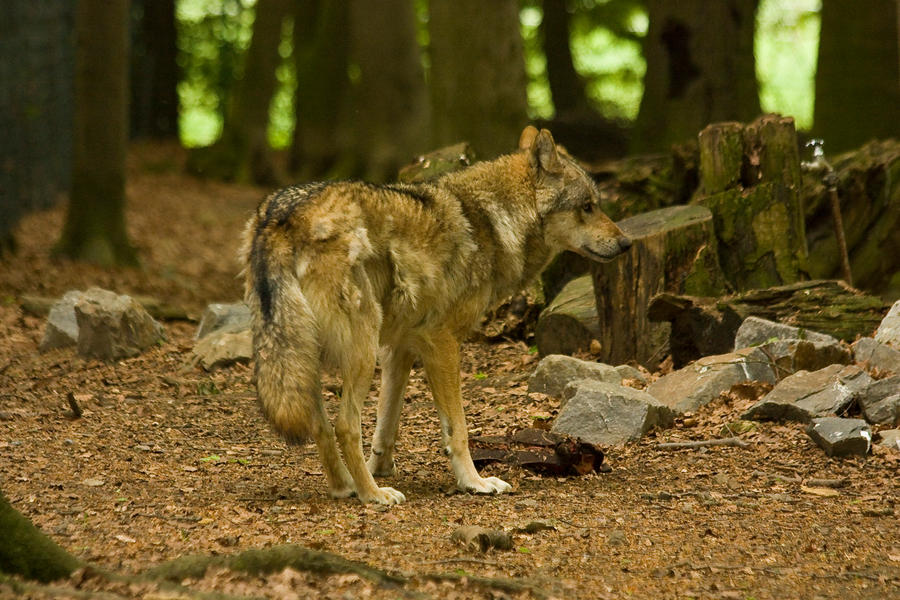 osna-13-wolf-8-by-dark-wolfs-stock-d83axau-fullview.jpg